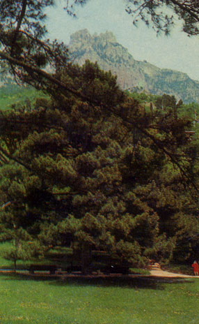 Солнечная поляна и вид на гору Ай-Петри